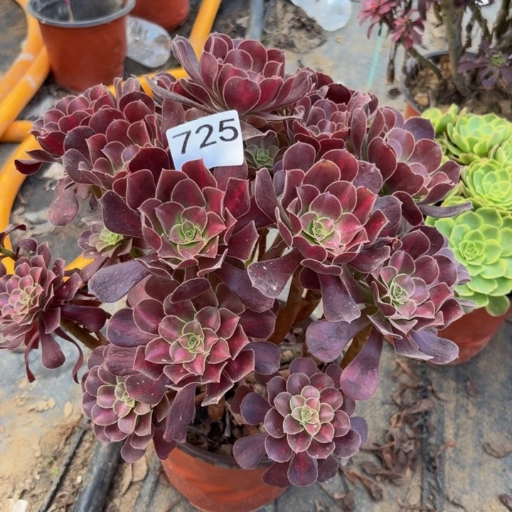 花纳多肉植物不包损725