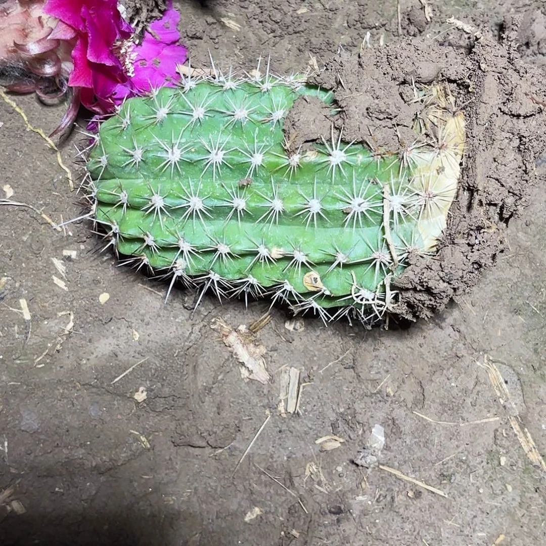 182 毛花带根仙人球瑕疵瑕疵