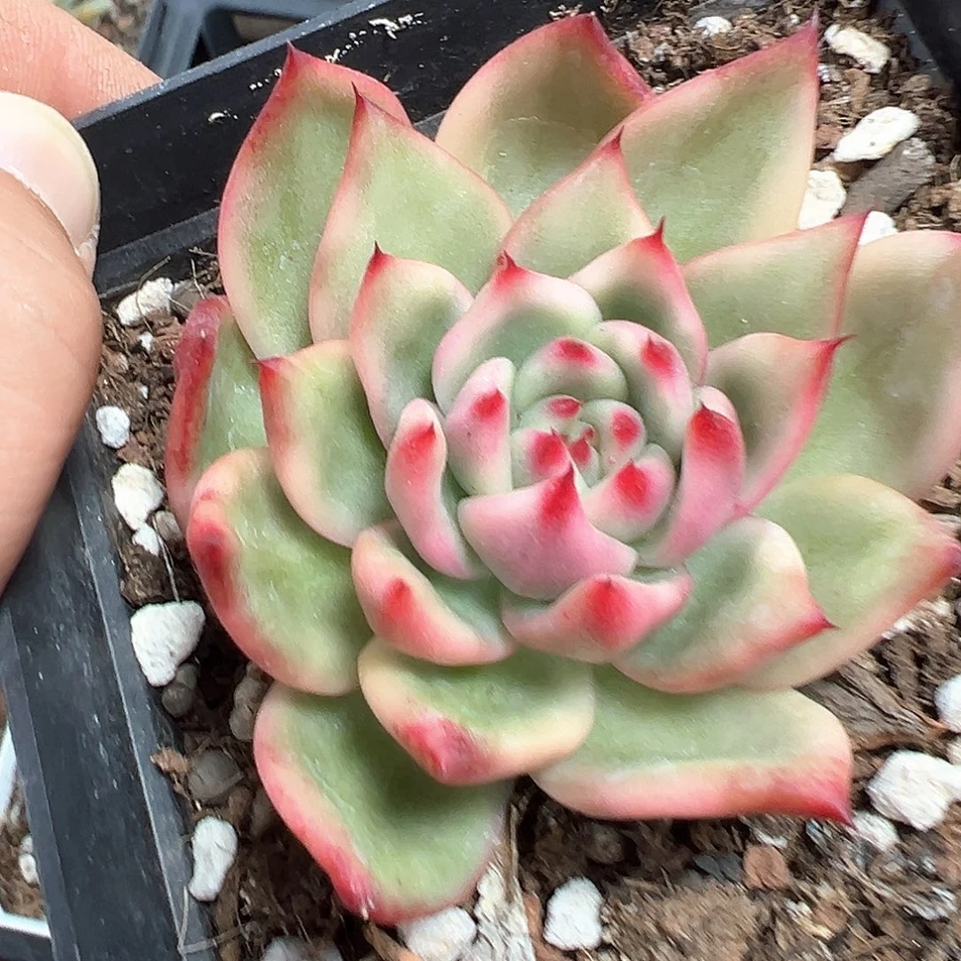 摩根锦 小方花圃一物一拍