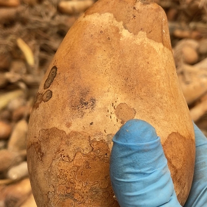 直播间里的拍品链接