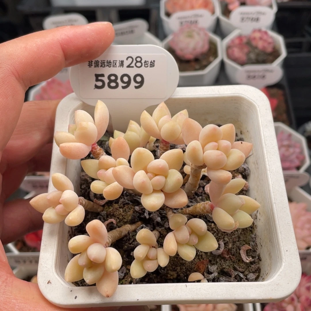 奶酪蛋糕5899-9厘米