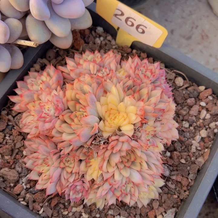 健健康康平平安安