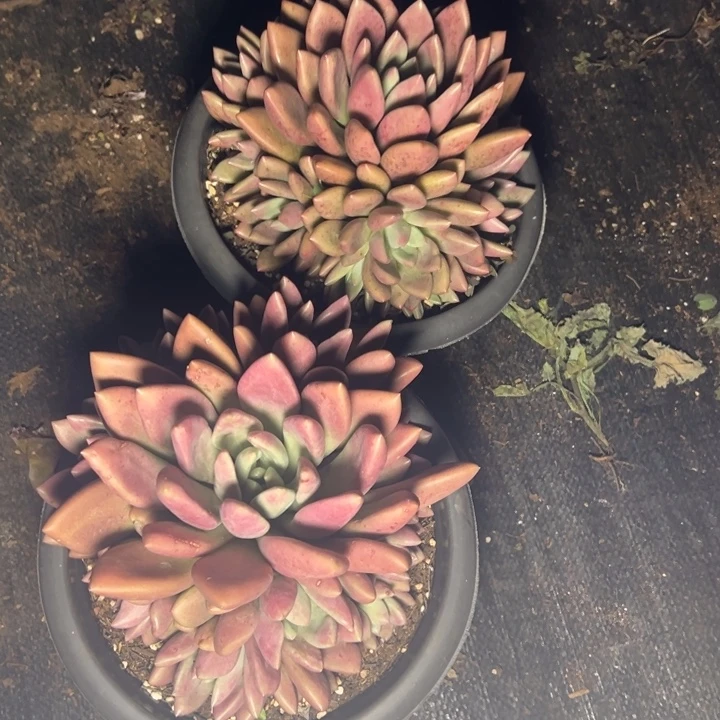 李***爸云欣多肉植物2颗桃花源