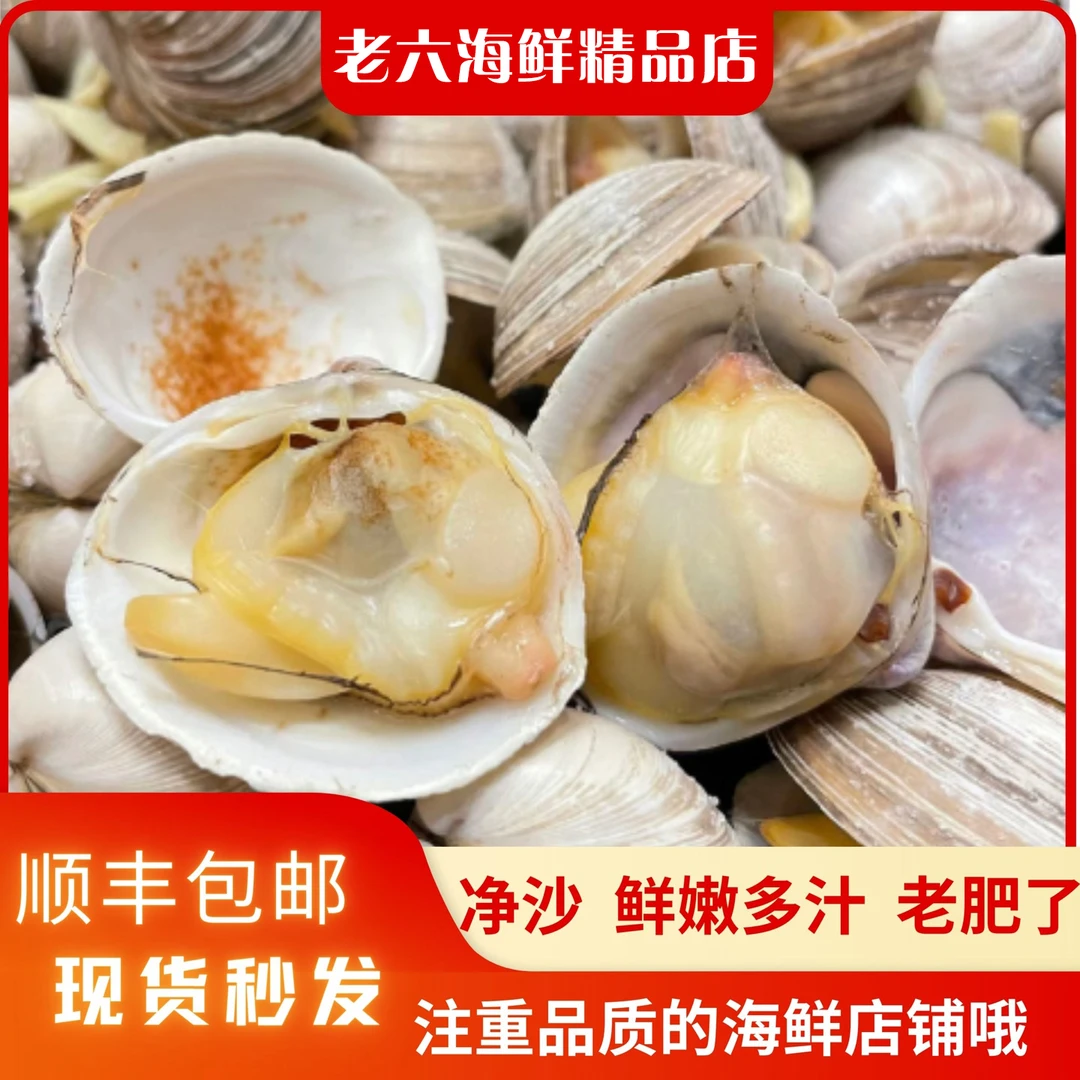 鲜活大白蚬子五斤（肥，鲜）