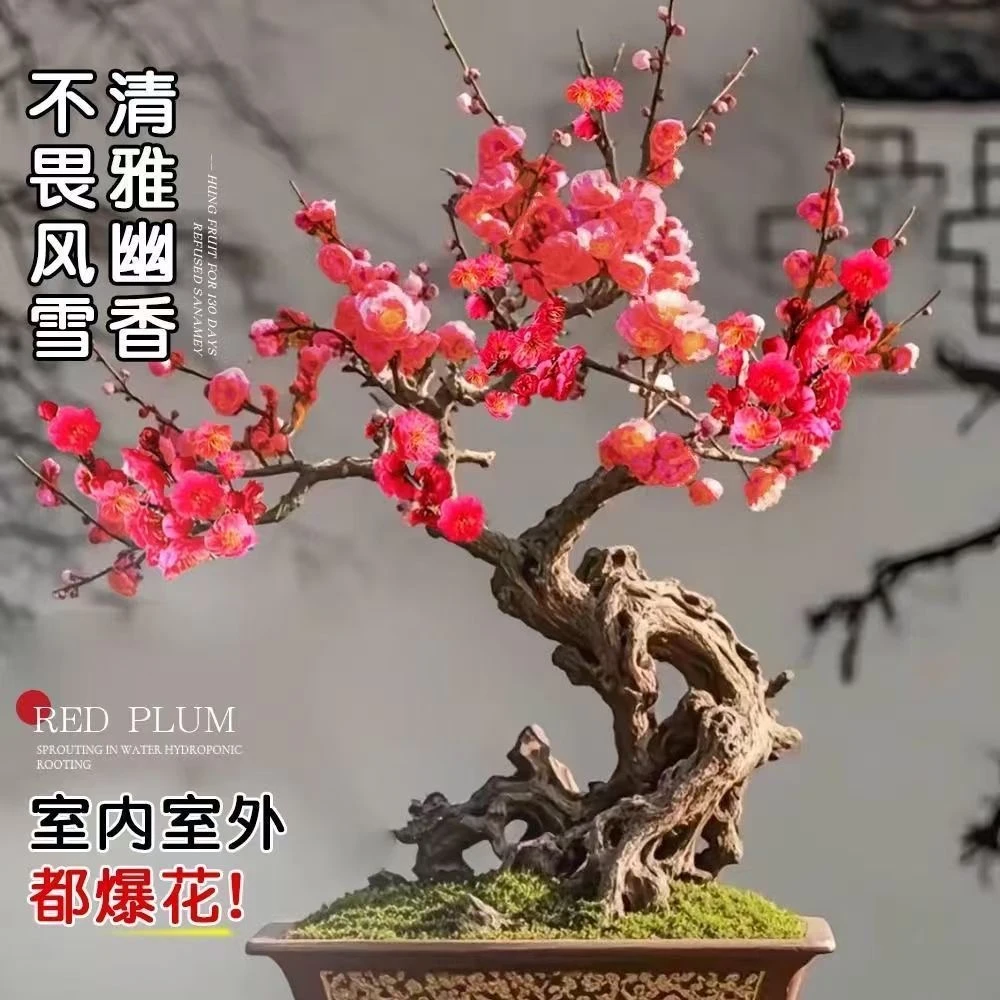 【一物一拍】精品梅花盆栽地栽【土球发货】