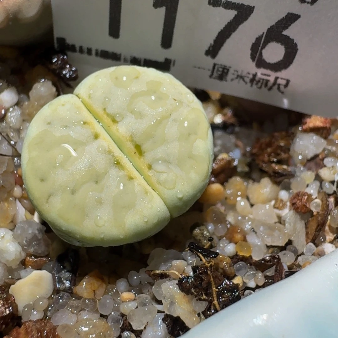 Zzzz生石花肉锥1176