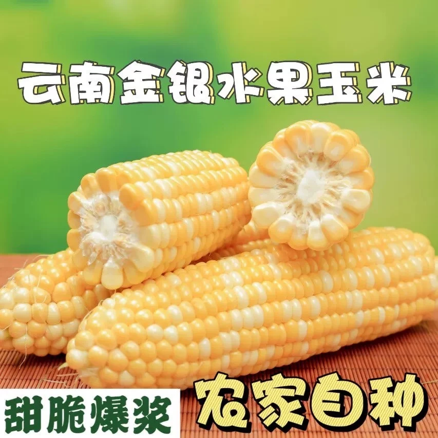 云南现摘金银双色水果玉米甜脆新鲜金银带壳代餐甜玉米控糖低脂
