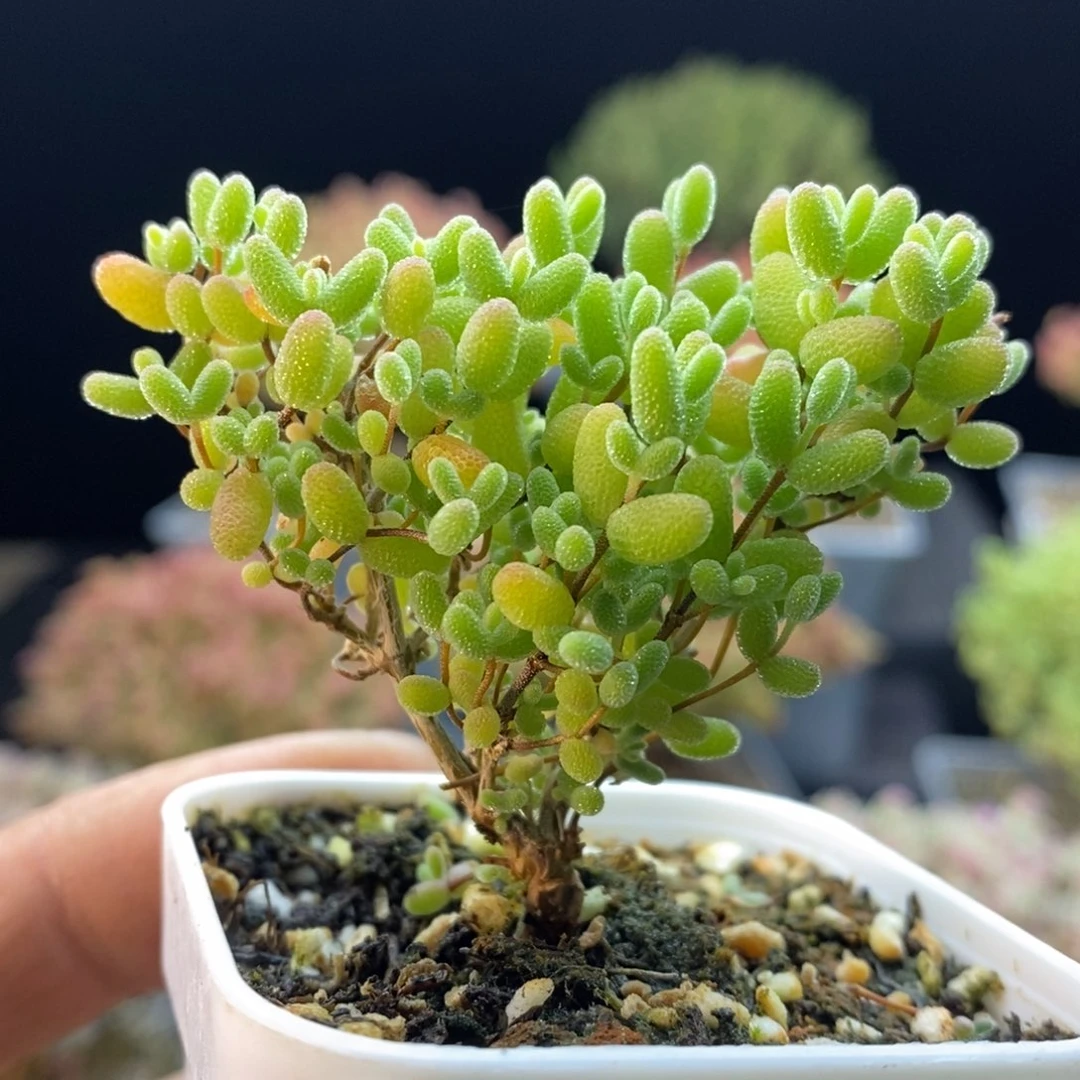 454蜜橘糖球。