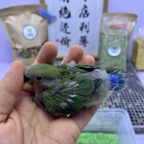 牡丹鹦鹉-绿桃公G05911
