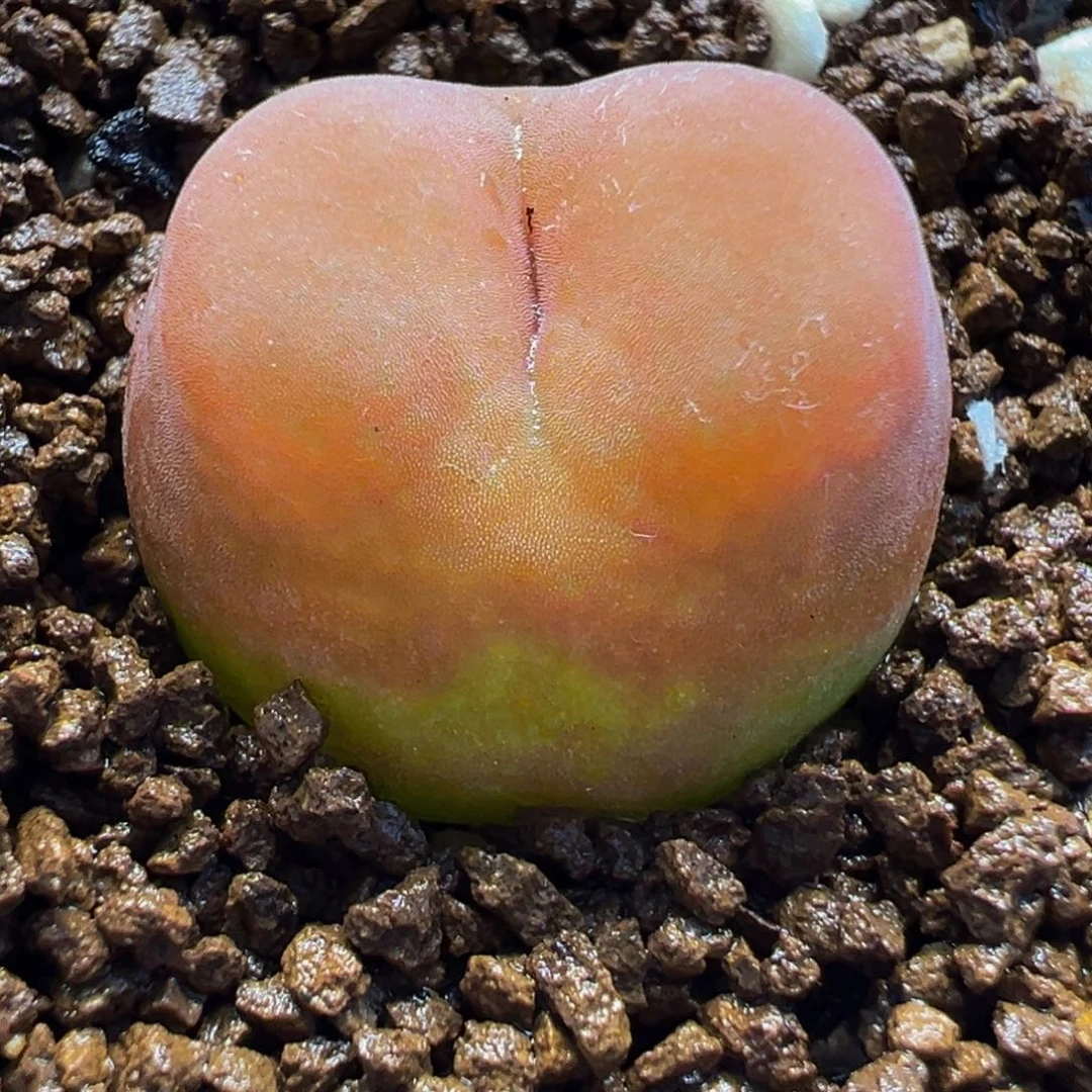 水蜜桃多肉植物盆栽栽培