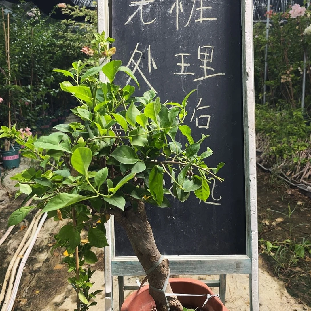 完全开放三角梅三角梅1206