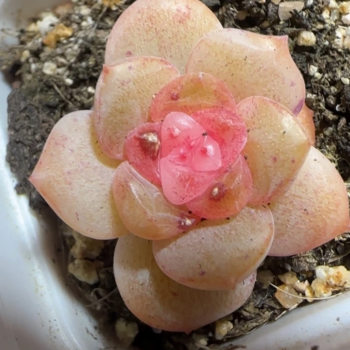 51号绝绝子多肉一颗