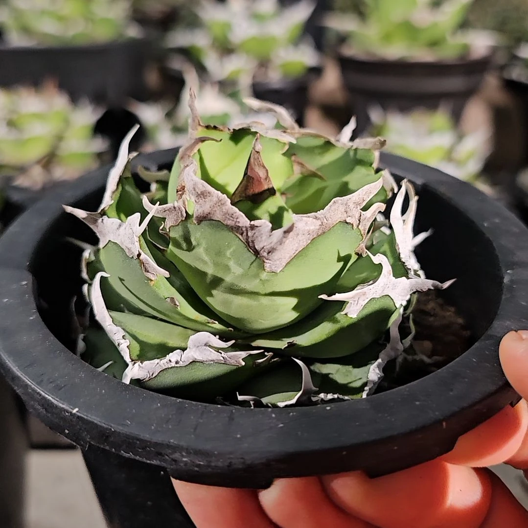 螃蟹小亚成  7折后价