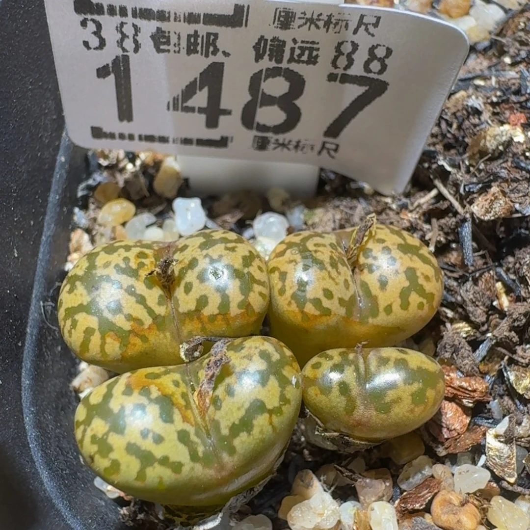 Ssss精品生石花1487金鸟