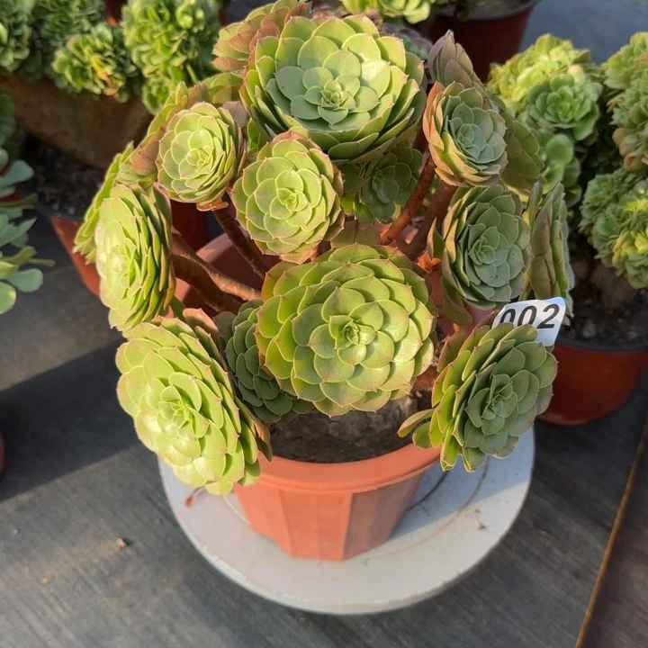 艳****多肉植物沙拉碗002