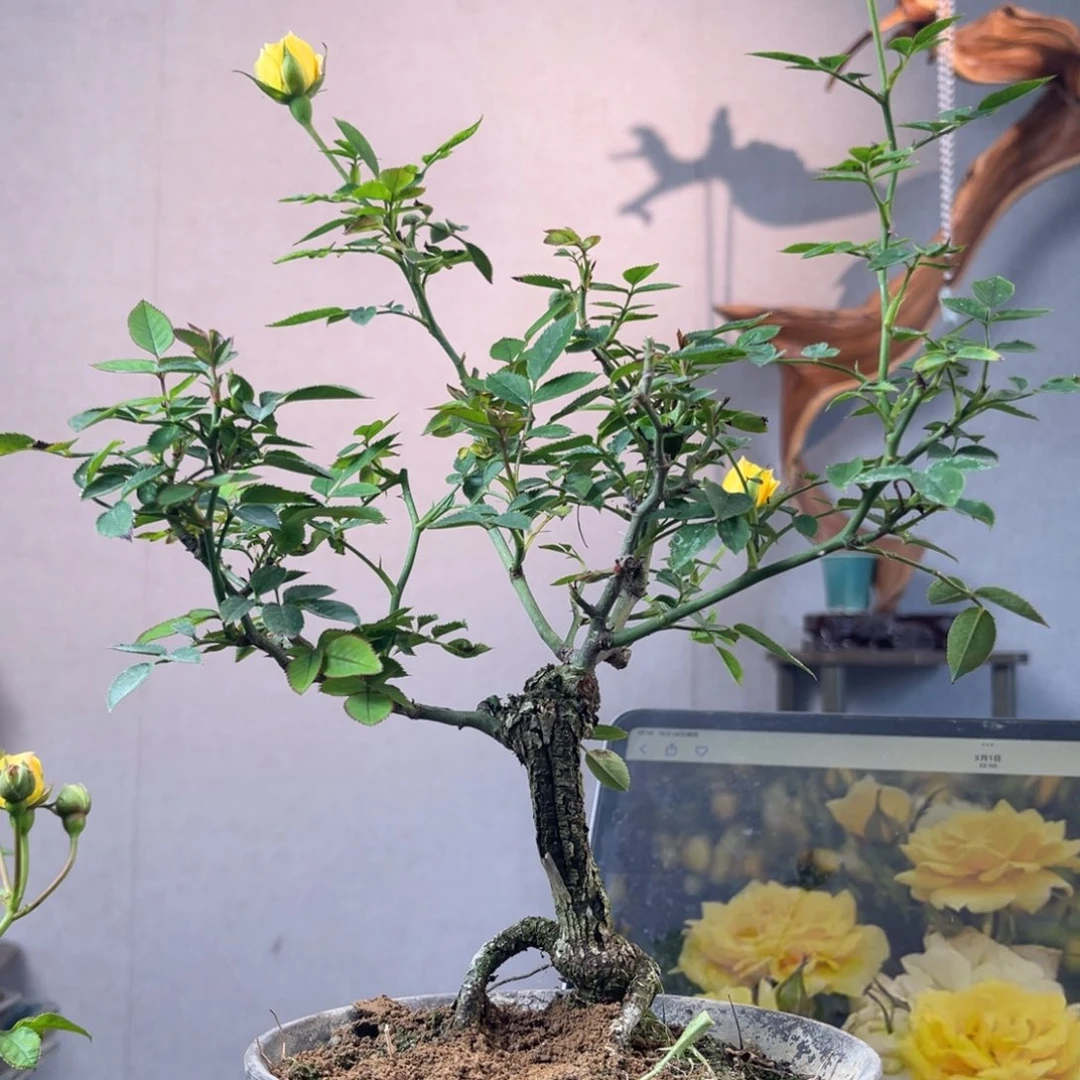 西***°少量花朵（建议范围：2朵-5朵 或40%以下）