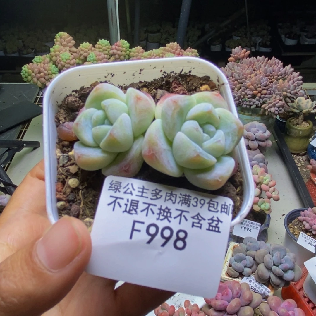 998珍妮冰玉多肉5cm