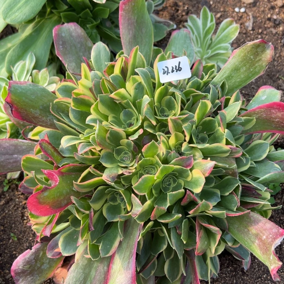 236特斯拉多肉植物植物