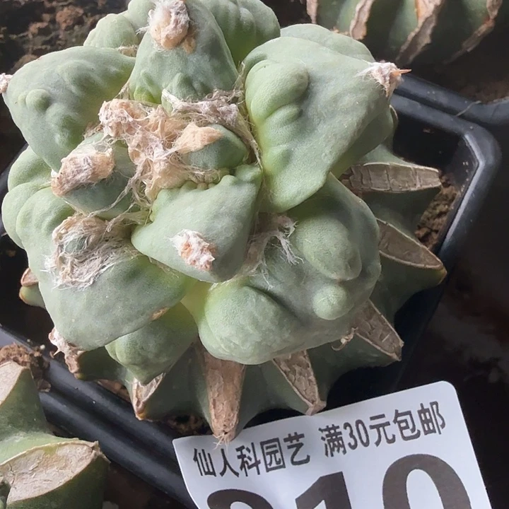 无花朵210白肌大尤怒涛牡丹东三