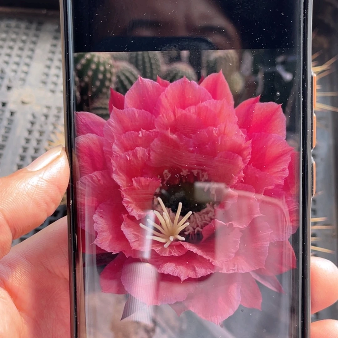 毛 牛牛侧芽 歪 满20包邮5公分冠幅