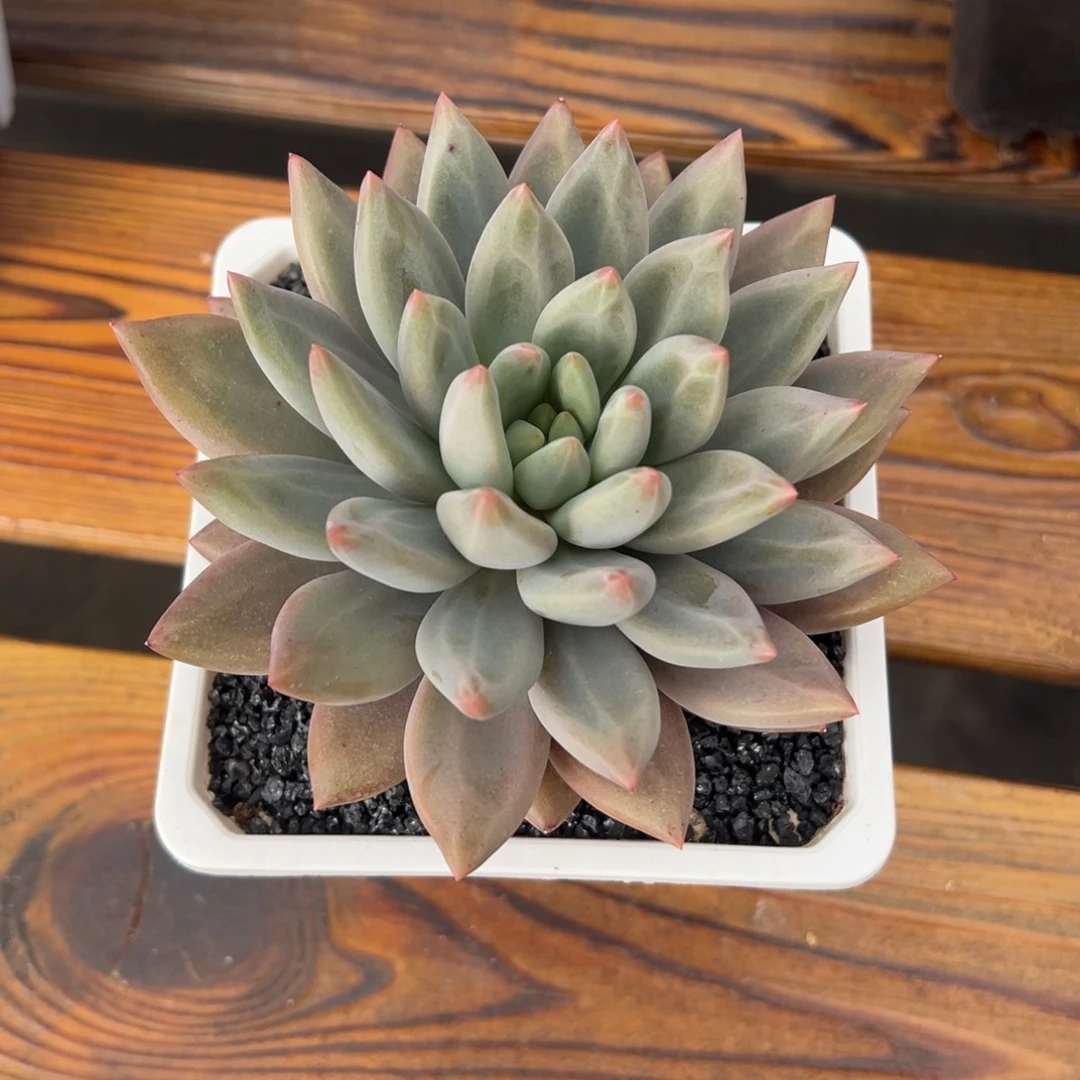 张张精品多肉水晶球