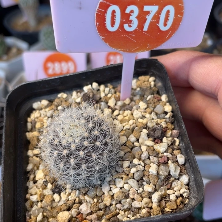 实生银翁玉03700370