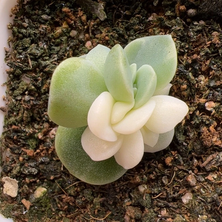 冰玉锦一物一拍精品糖心，尺寸不大介意勿拍