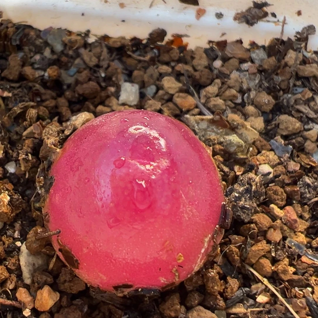 29多肉植物百科知识