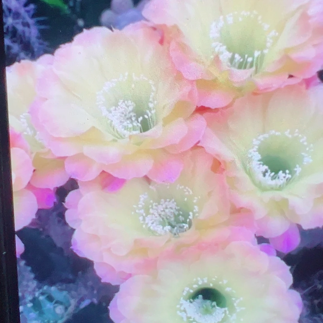 彩草 us47 侧芽 满20包邮