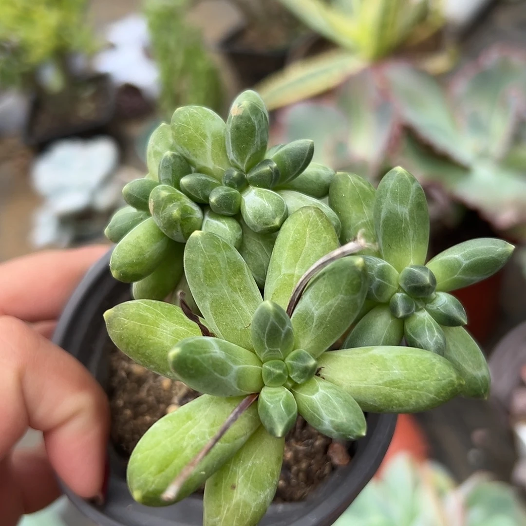 多肉植物多肉植物