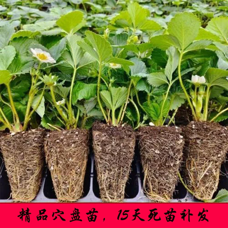 草莓苗穴盘苗阳台庭院种植南北方四季越王真红盐莓徽黄