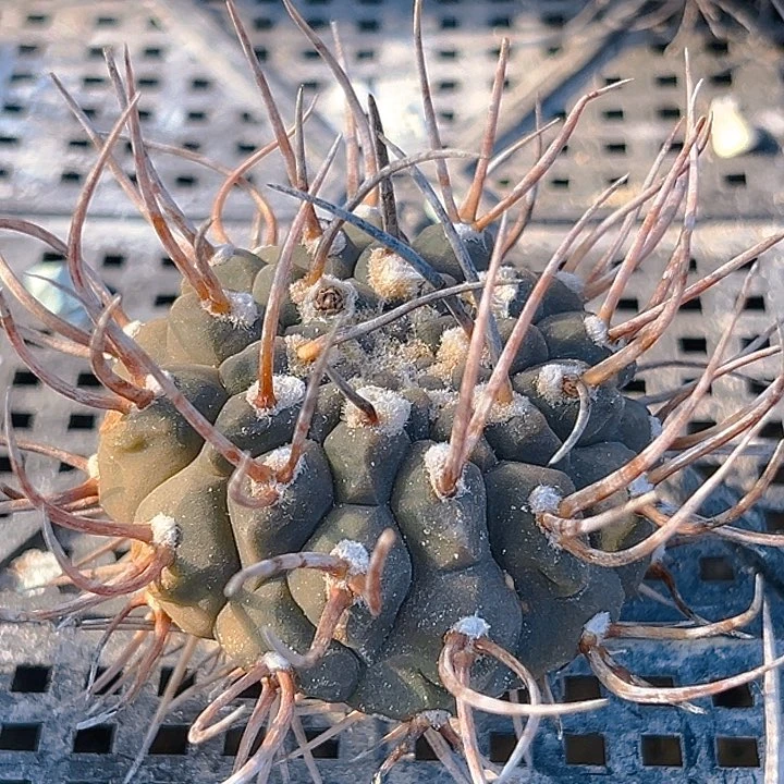 武勋。  自根。