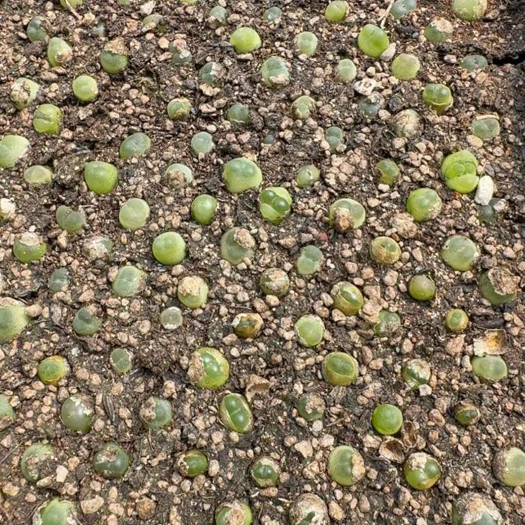 拉登三个福利随机发