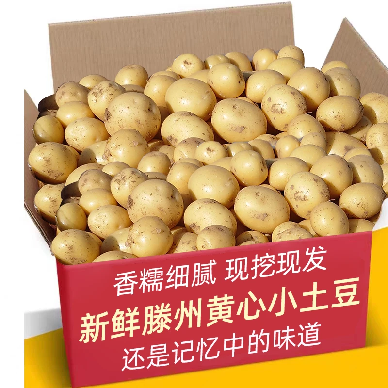 滕州小土豆黄皮黄心土豆新鲜现挖小豆米洋芋马铃薯