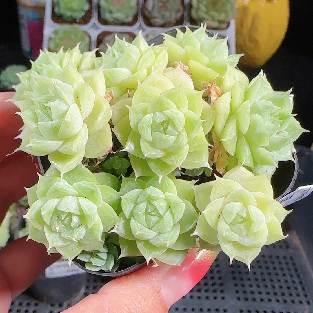 0927-108麦秆优选不包整