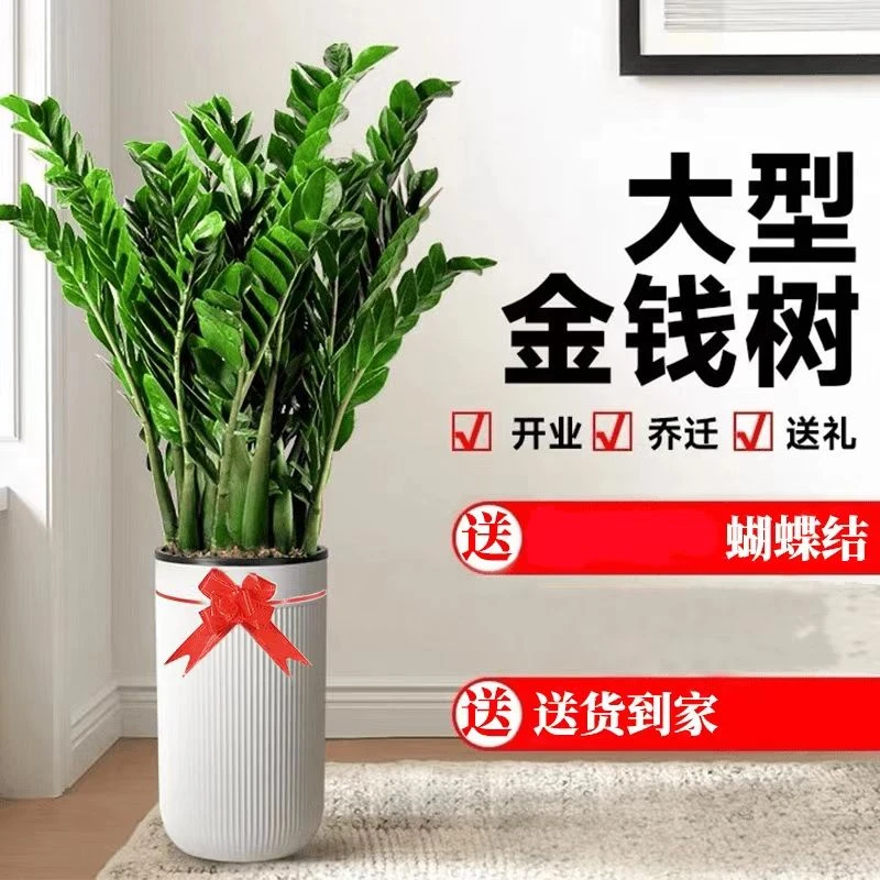 金钱树1-1.3米高绿植花卉盆栽福到财到开业乔迁送礼居家好