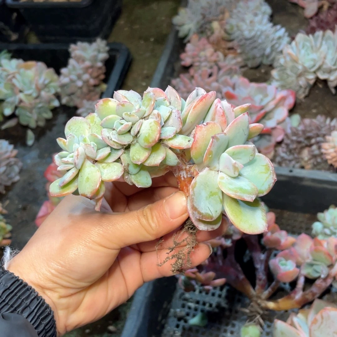 【闪购商品】完全开放白凤缀