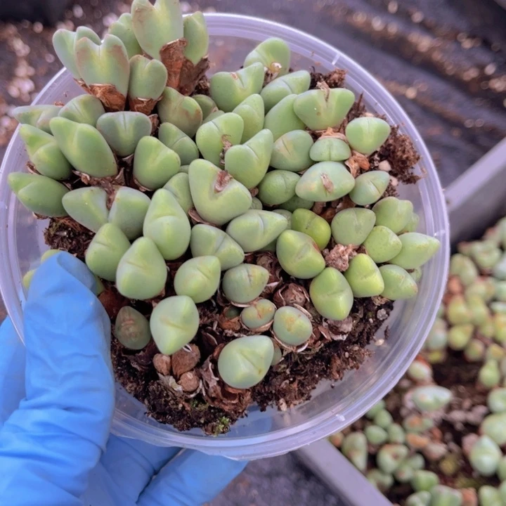 一盒少将888888888888