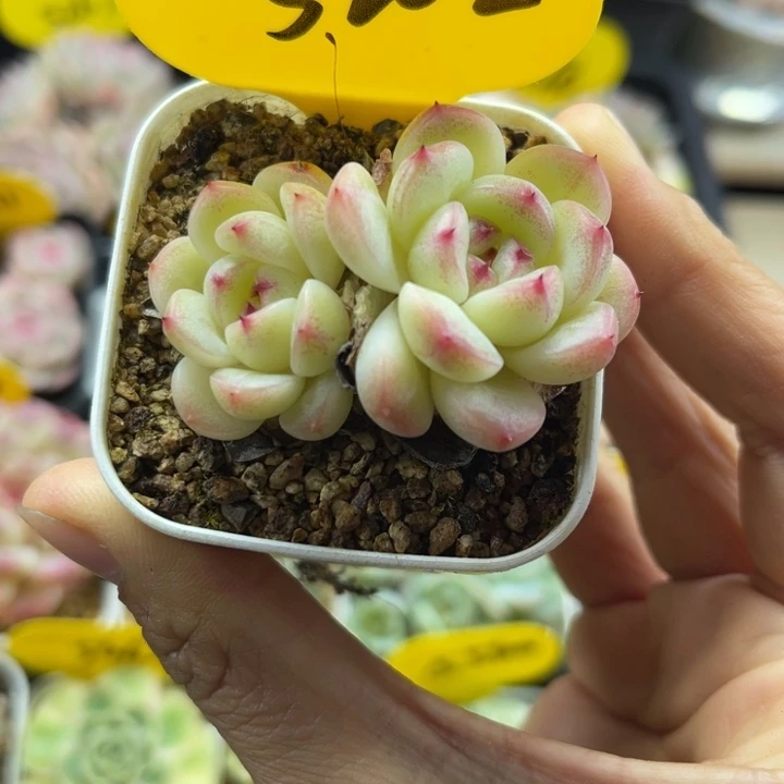 甜心蜜糖双头5202