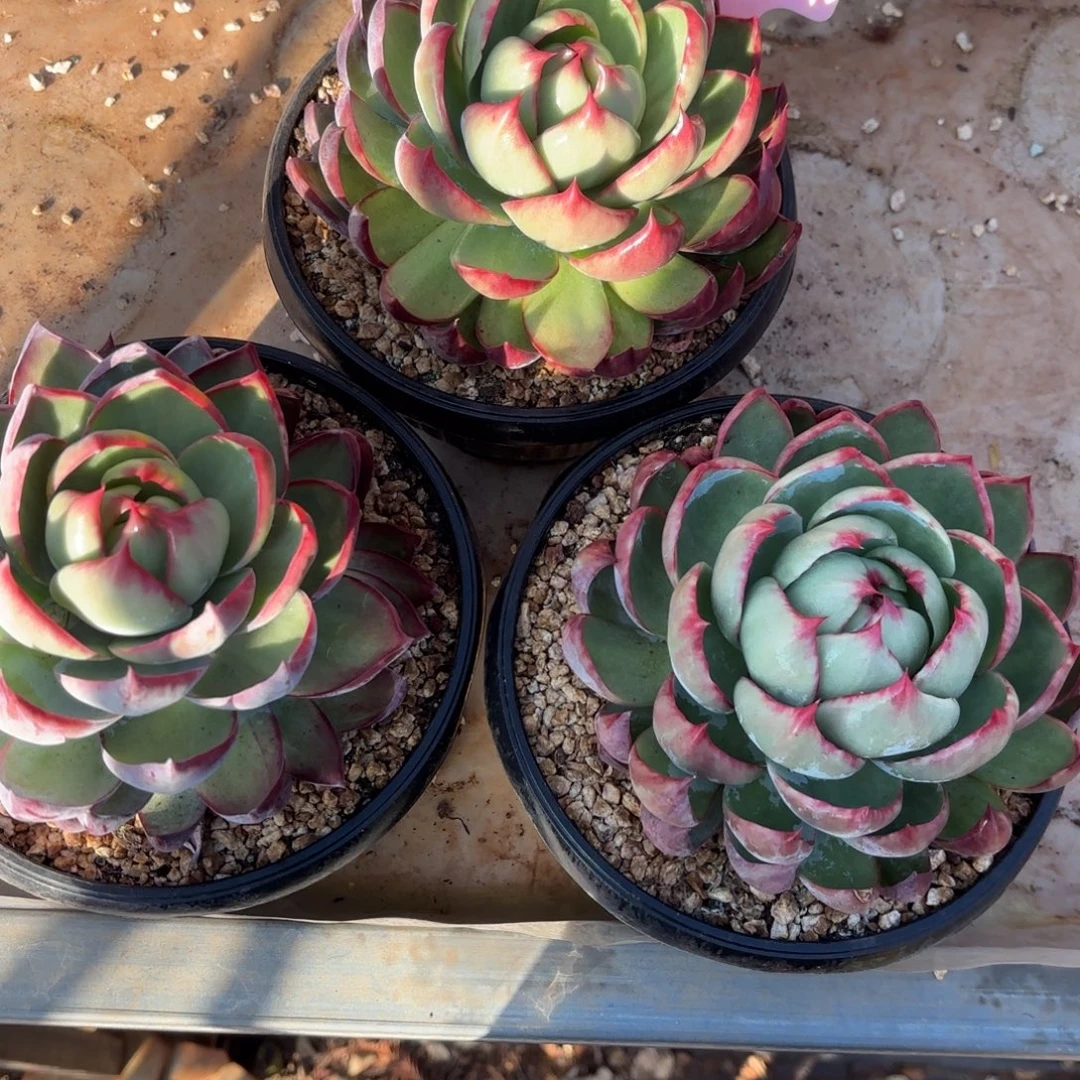 惊鸿红仙子好看2102号