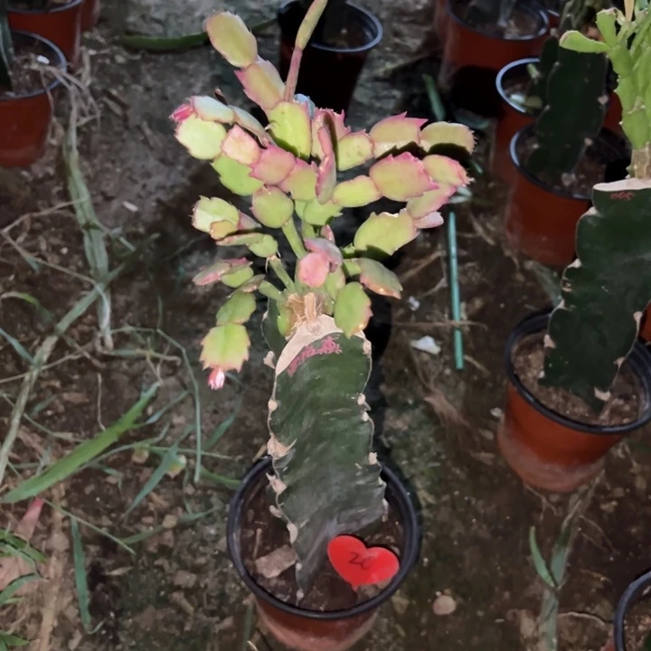 人***态当前无花栽培后可以开花罗拉森20