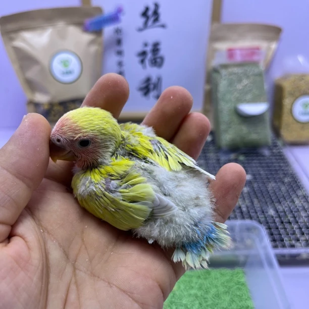 牡丹鹦鹉-精品红面澳桂公G05905