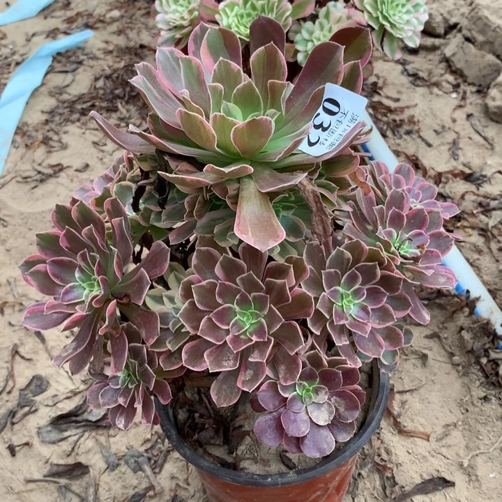 032金丝雀大手捧东棚北