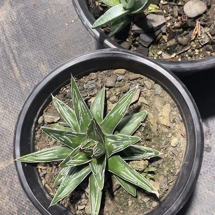 ****宾无花朵龙舌兰绿色植物