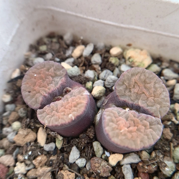 美磁铁 肉锥植物