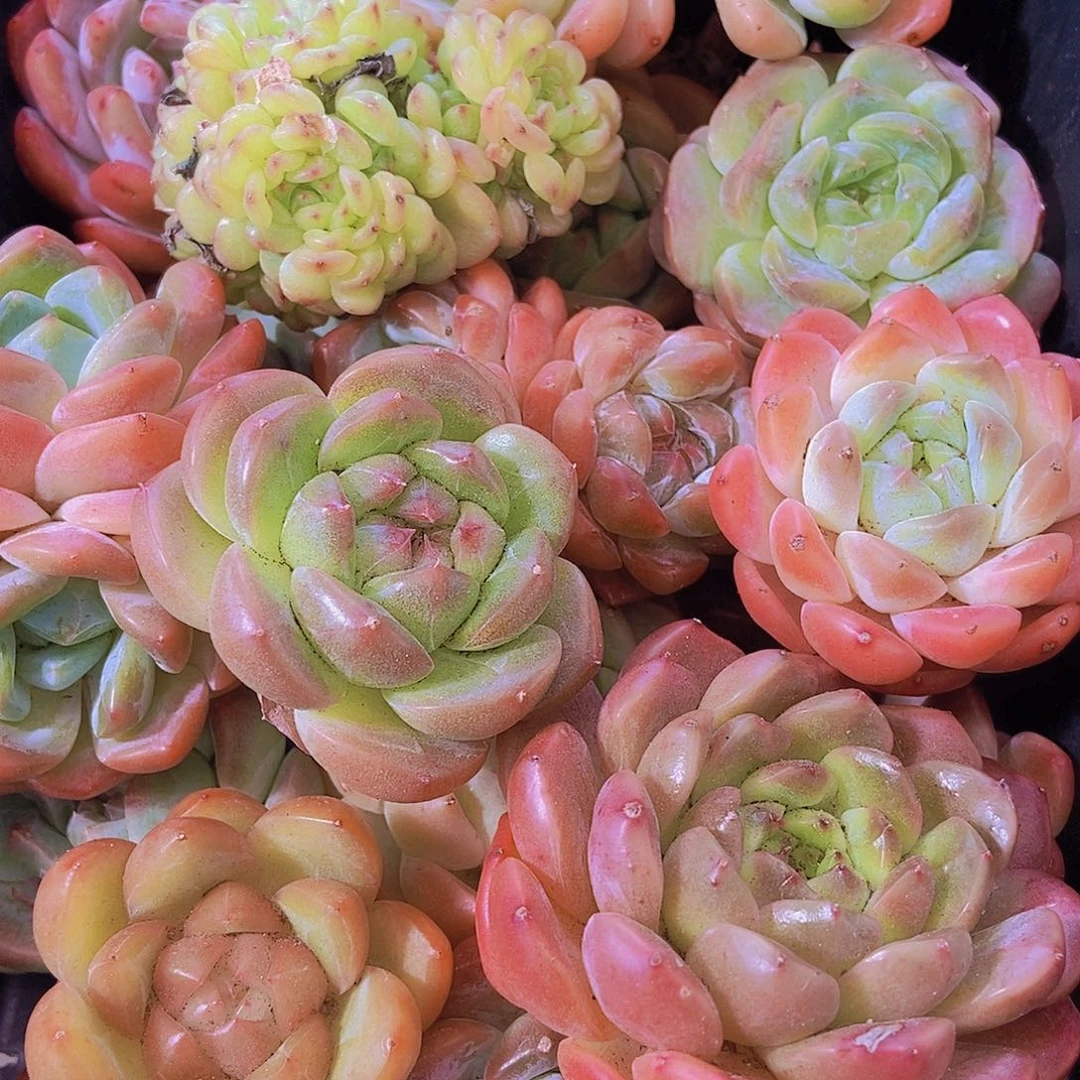 000002量拍保底20颗