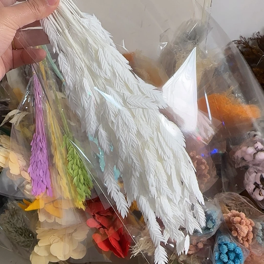 蓉***儿H59号纯白色小盼草