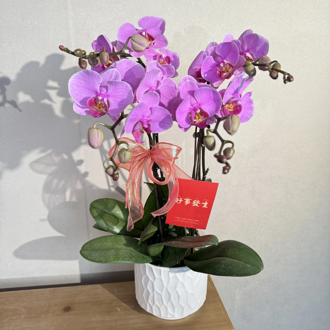 蝴蝶兰《明日之星》可爱紫粉色中大花 好养耐养苗情优质 基地直发