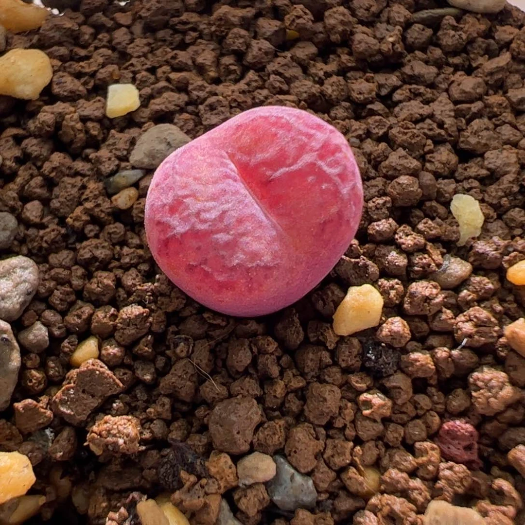 毛杂墨一颗84。