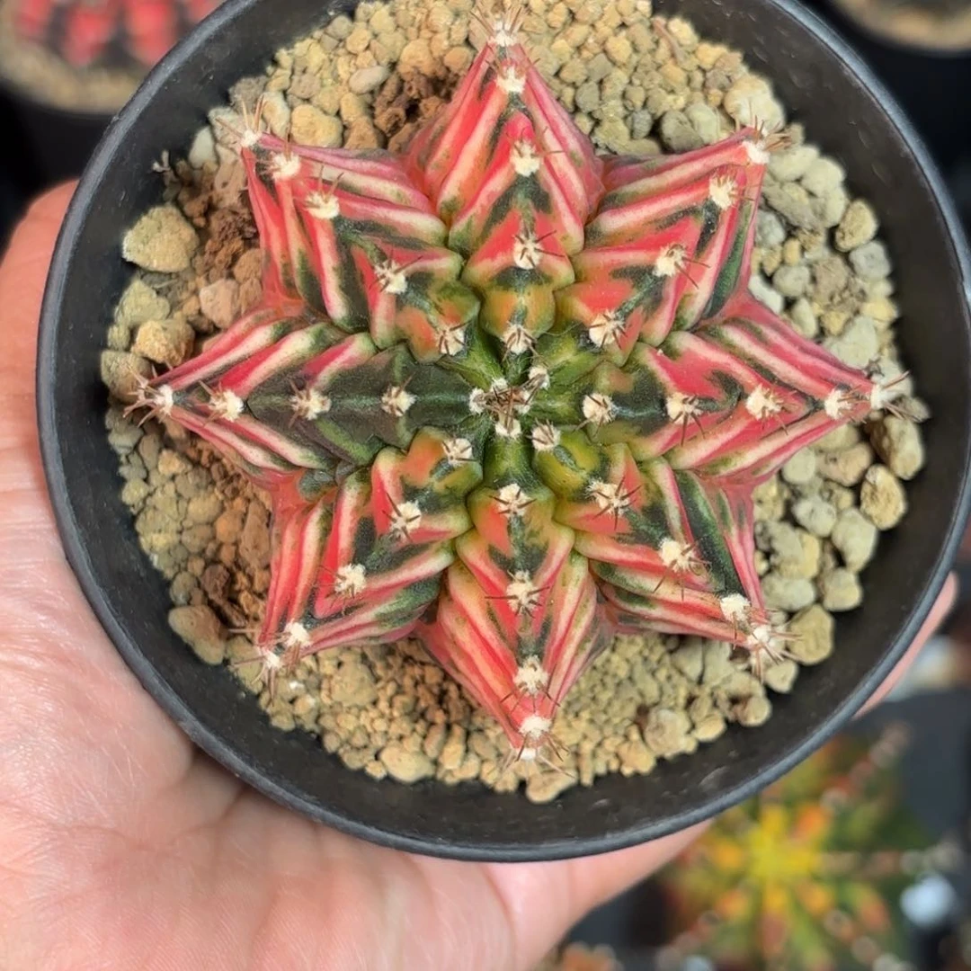 泰系实生米哈仙人球113